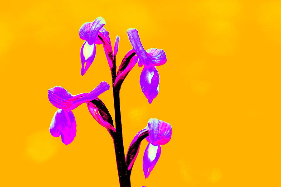 Orange Champagne Orchid Photograph