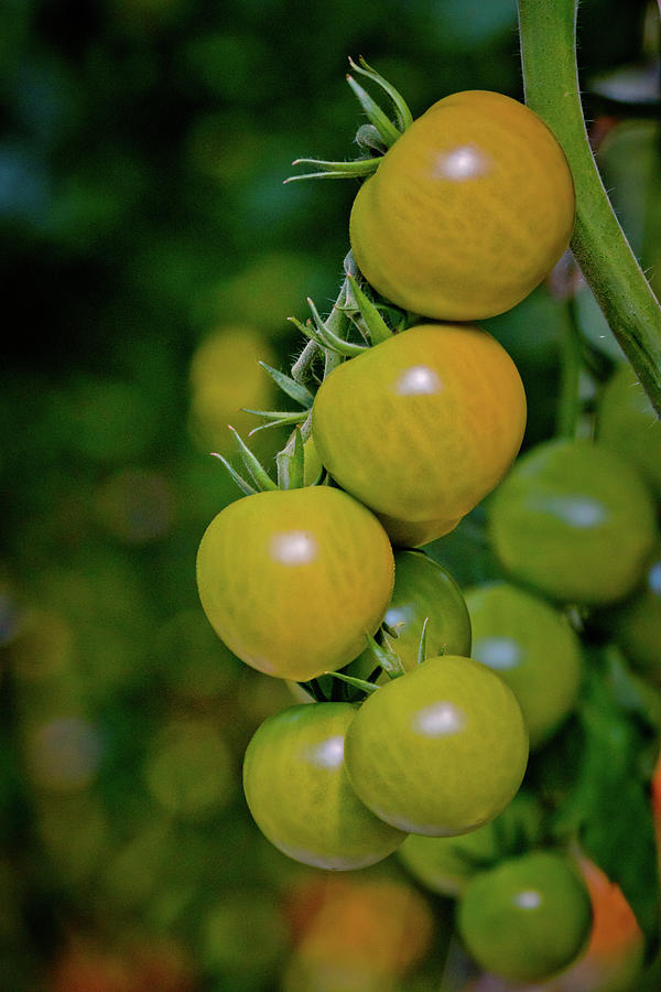 Orange Cherry Tomatoes Photograph by Linda Unger