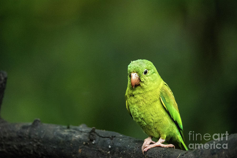Orange Chinned Parakeet Photograph by Ed McDermott