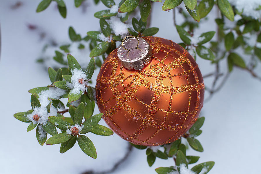 Orange Christmas Ball On Plant With Fresh Snow Photograph