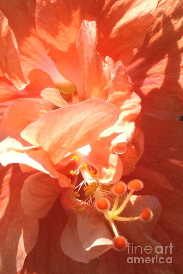 Flower Photograph - Orange Chroma  by Marilyn Nolan-Johnson