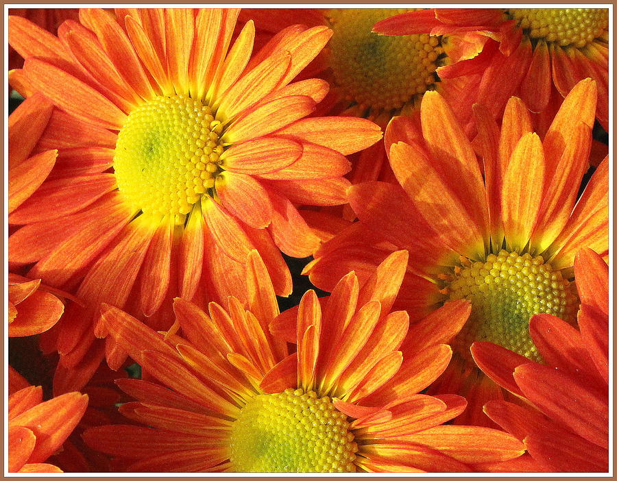 Burnt Orange Chrysanthemums Photograph by Dora Sofia Caputo