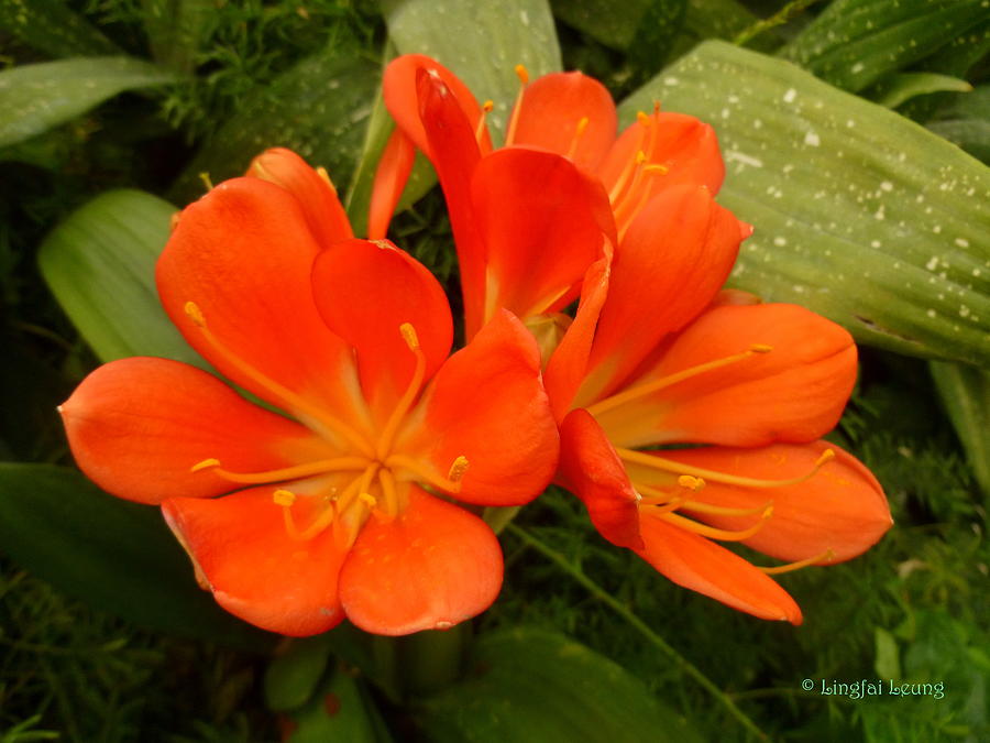 Orange Clivia Blossoms Photograph by Lingfai Leung