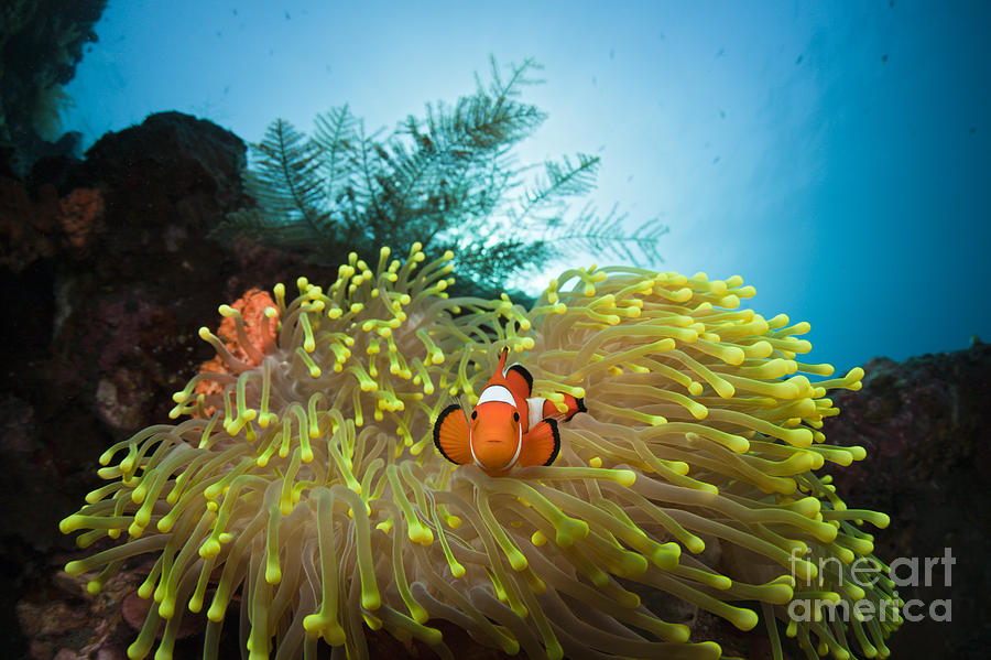 Orange Clownfish Photograph by Reinhard Dirscherl