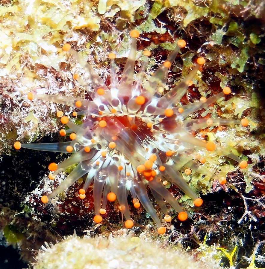 Orange Club Tipped Sea Anemone Photograph by Amy McDaniel