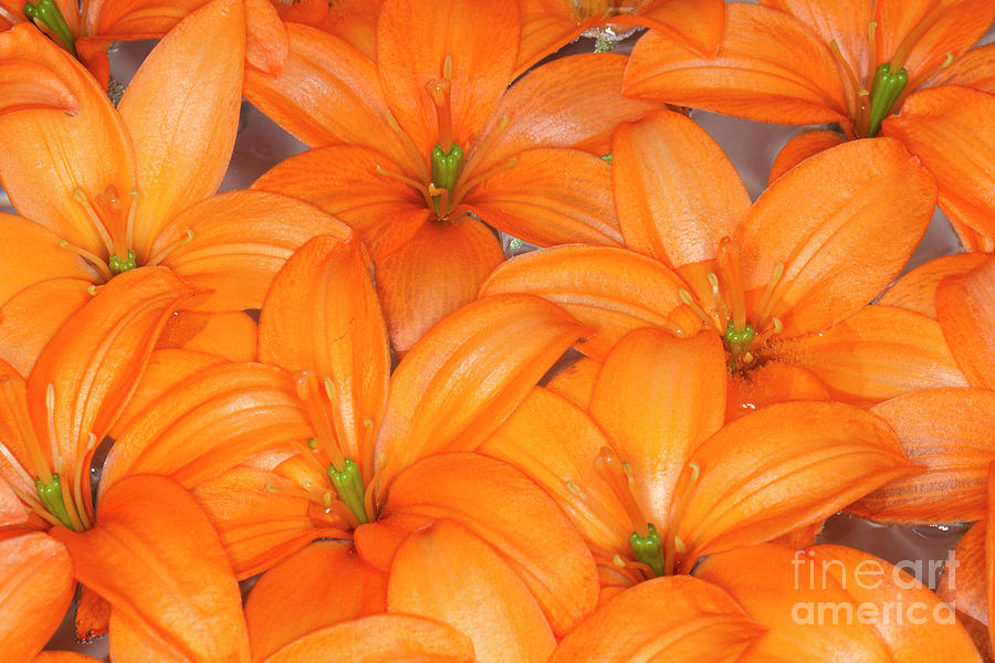 Orange Cocotte Asiatic Lily Photograph by Anthony Totah