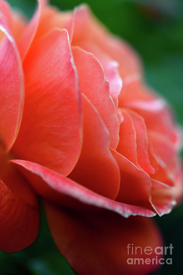 Orange Color Rose Photograph by Terry Elniski