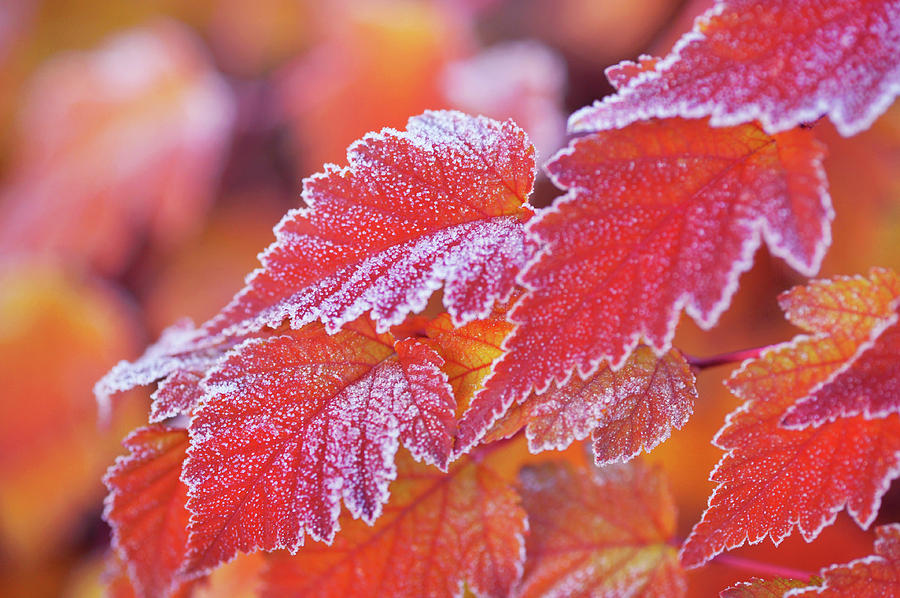 Fall Photograph - Orange Colored Frosted Leaves of Physocarpus by Jenny Rainbow