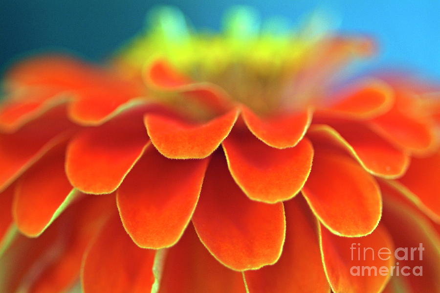 Flower Photograph - Orange common zinnia by Sami Sarkis