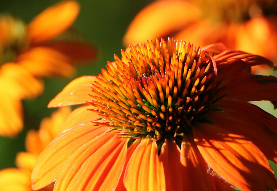 Orange Coneflower at First Light Photograph by Sheila Brown