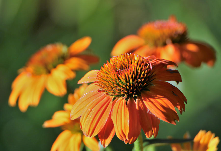 Orange Cone Flowers in Morning Light Photograph by Sheila Brown