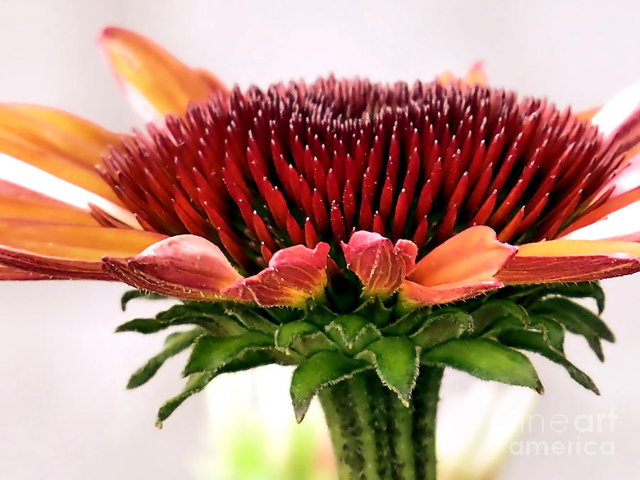 Flower Photograph - Orange Coneflower by Janice Drew