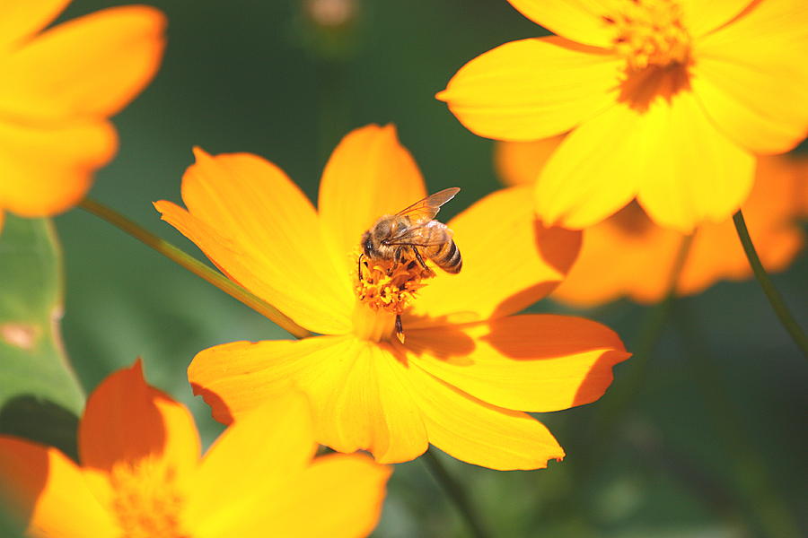 Orange Coreopsis and Honey Bee Photograph by Sheila Brown