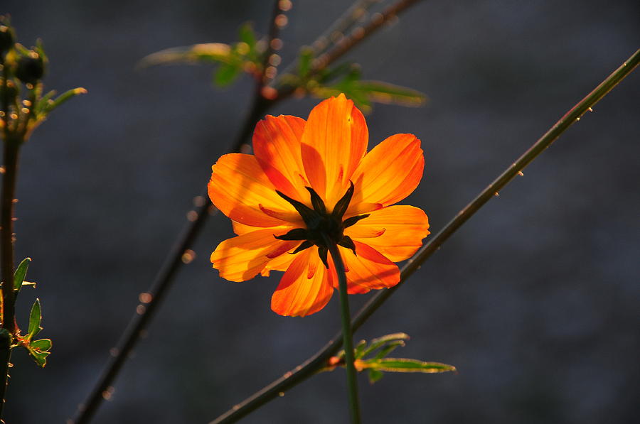 Orange Cosmo by Susie Rieple Orange Cosmo by Susie Rieple