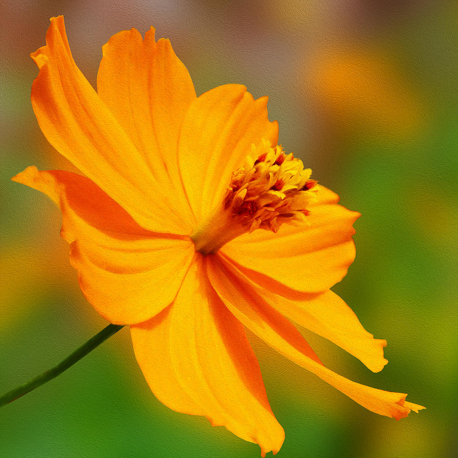 Orange Cosmos Flower Photograph by Mike McGlothlen