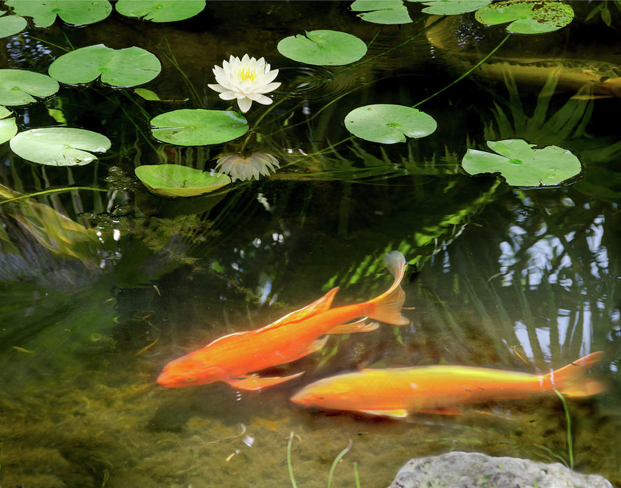 Orange Koi and Water Lily Photograph by Caren Keyser | Fine Art America