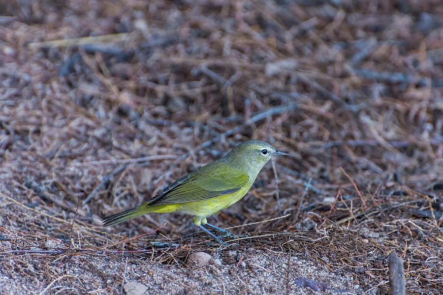 Orange-crowned Warbler Photograph by Douglas Killourie