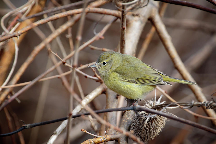 Orange-crowned Warbler Photograph by Gary Hall
