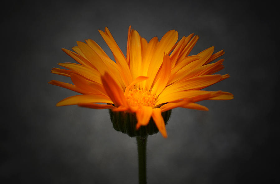 Orange Crush - Edit Photograph by Richard Andrews