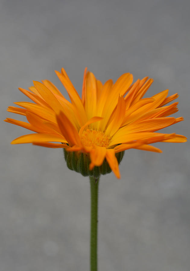 Orange Crush - Vertical Format Photograph by Richard Andrews