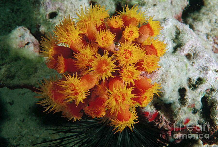 Orange Cup Coral Photograph by Flip Nicklin