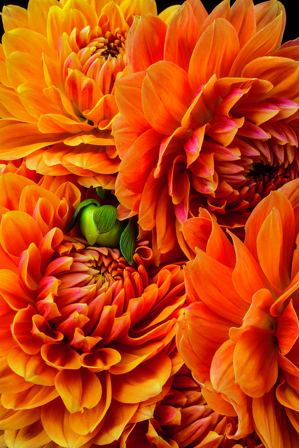 Orange Dahlia Bouquet Photograph by Garry Gay