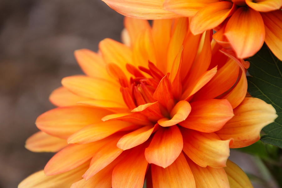 Nature Photograph - Orange Dahlia by Debbie Nobile