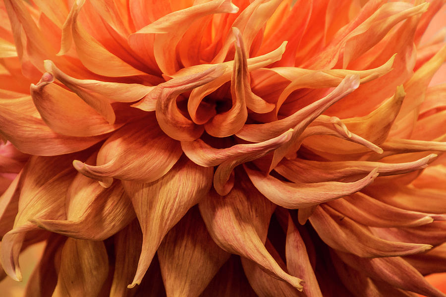 Orange Dahlia Flower Closeup Photograph by Randall Nyhof