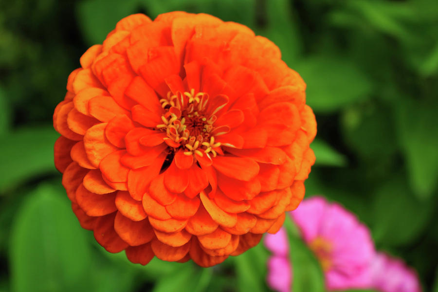 Orange Dahlia Flower Photograph by Pat Cook