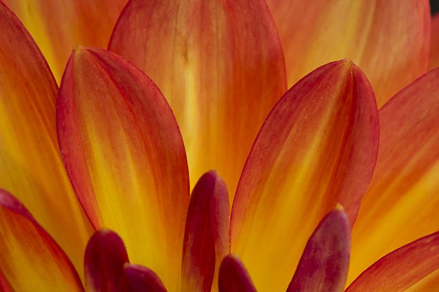 Orange Dahlia Petals Photograph by Morgan Wright