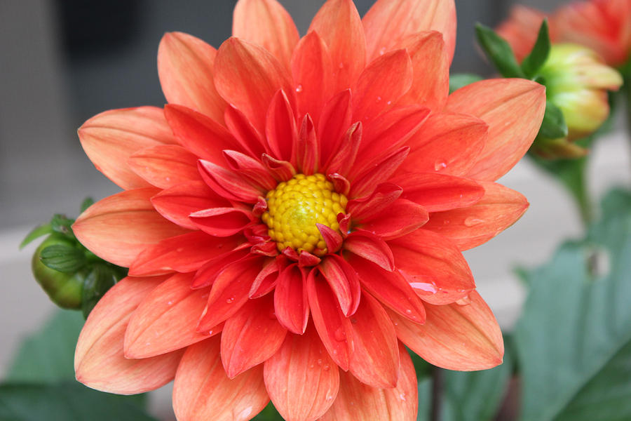 Orange Dahlia Photograph by Phil Redman | Fine Art America