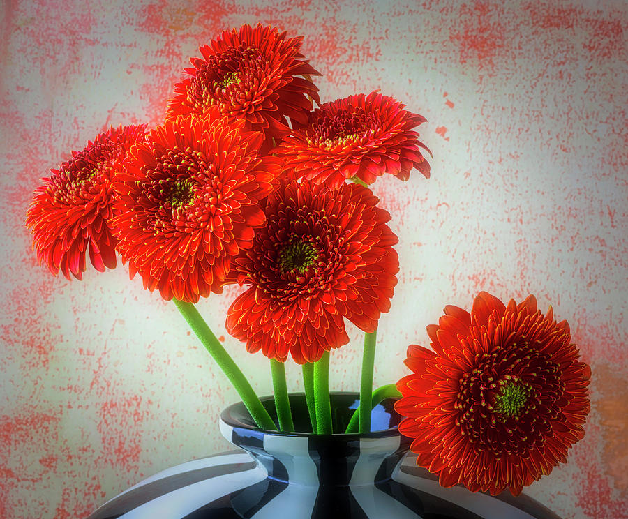 Orange Dahlias In Large Striped Vase Photograph by Garry Gay