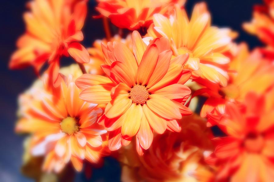 Orange Daisies Photograph by Joyce Baldassarre | Fine Art America