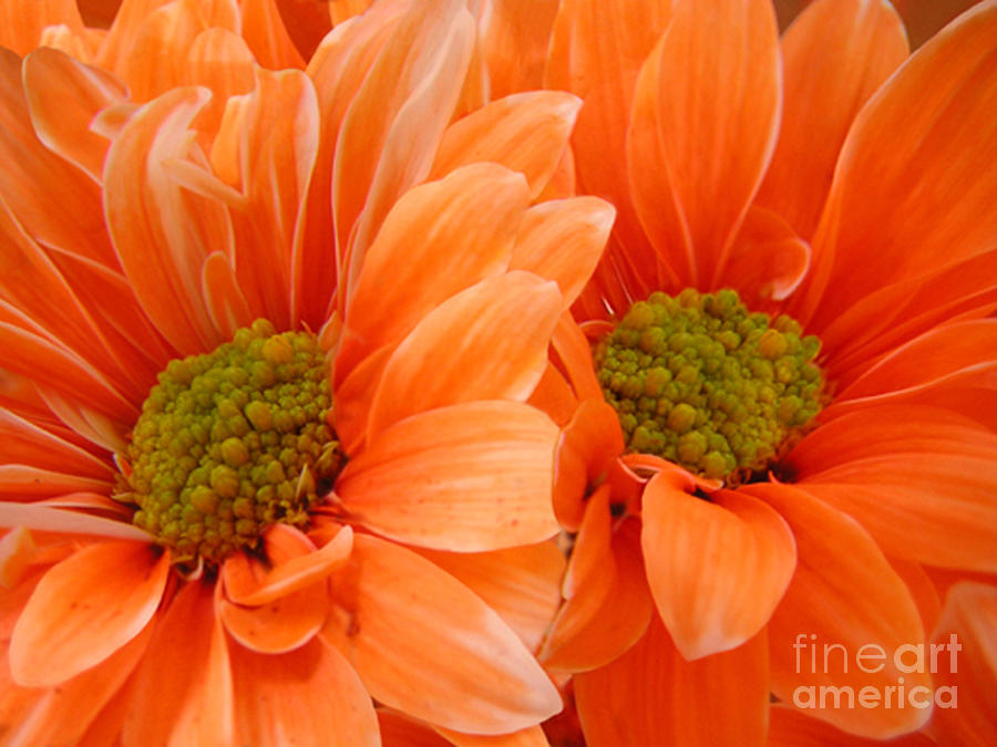 Nature Photograph - Orange Daisies Paired by Lucyna A M Green
