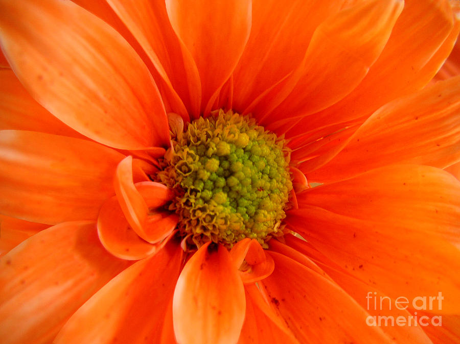 Orange Daisy - A Center View Photograph by Lucyna A M Green