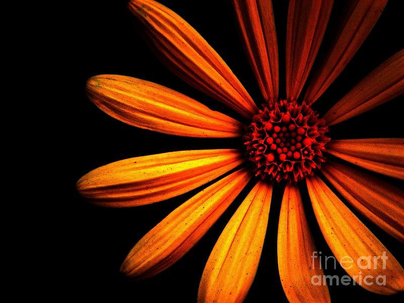 Daisy Photograph - Orange daisy by Chase Whittaker
