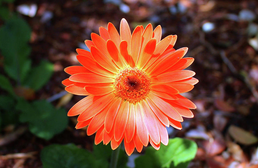 Daisy Photograph - Orange Daisy by Cynthia Guinn