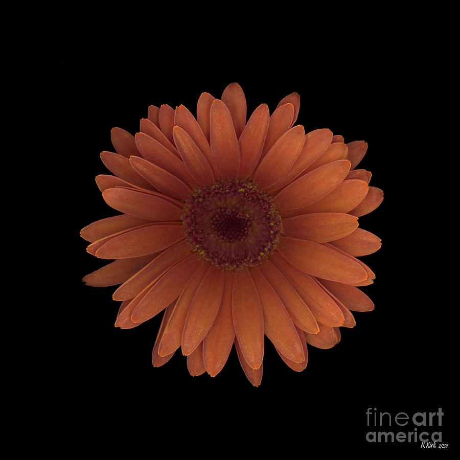 Orange Daisy Front Photograph by Heather Kirk