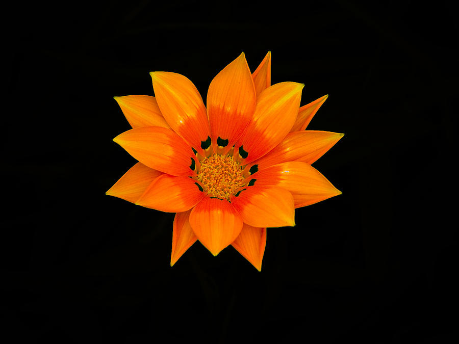 Orange Daisy Photograph by Karen Lewis