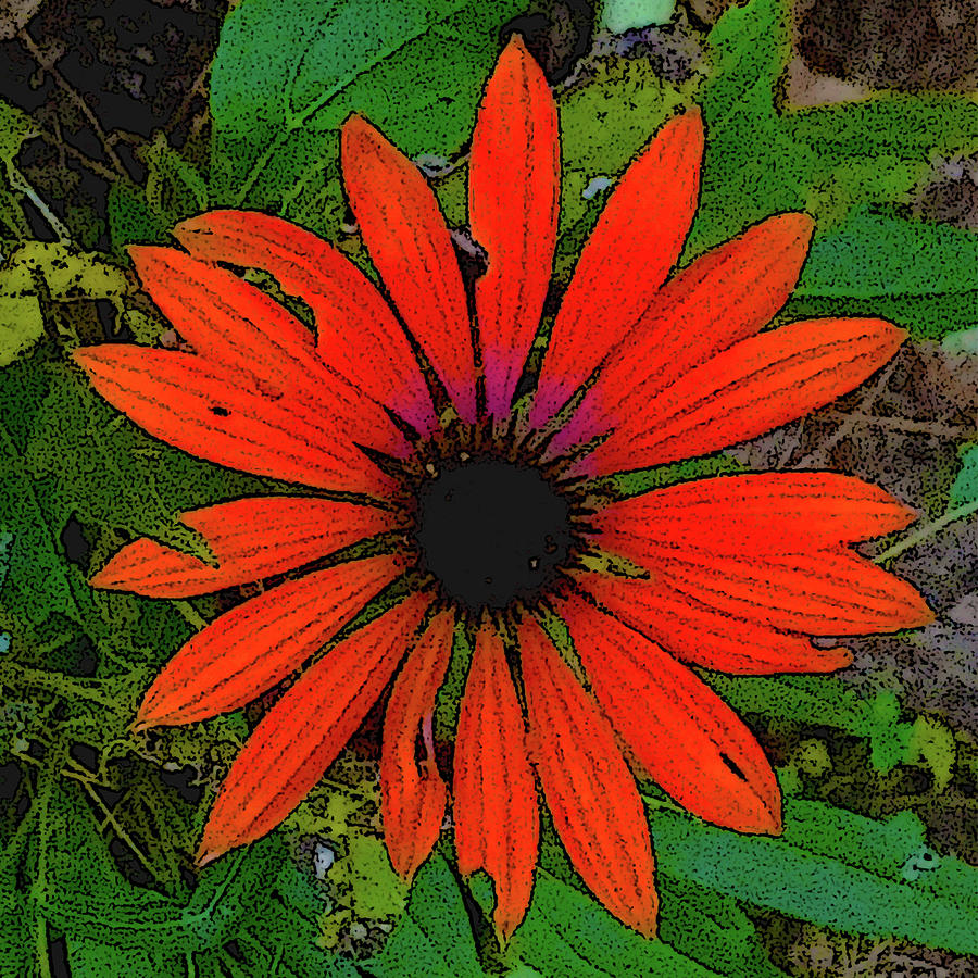 Orange Daisy Digital Art by Rod Whyte