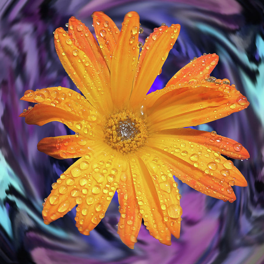 Orange Daisy Swirl Photograph by Alison Stein