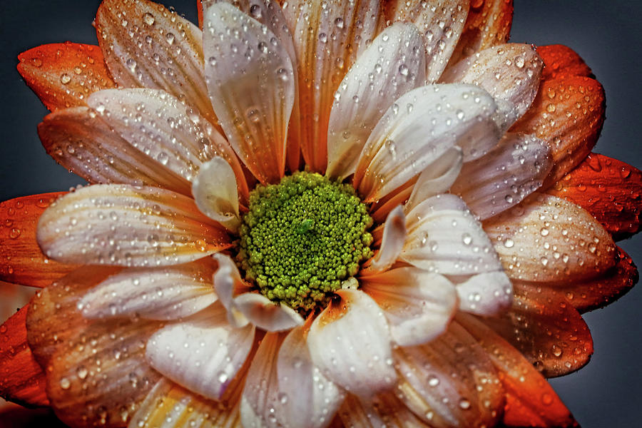 Orange Daisy With Raindrops Photograph by Judy Vincent