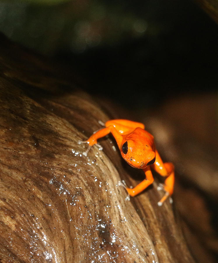 ORANGE DART FROG by MaryAnn Barry ORANGE DART FROG by MaryAnn Barry