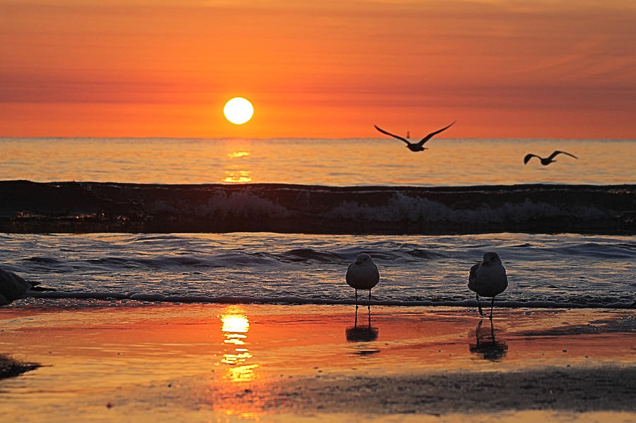 Bird Photograph - Orange Dawn Day by Robert Banach