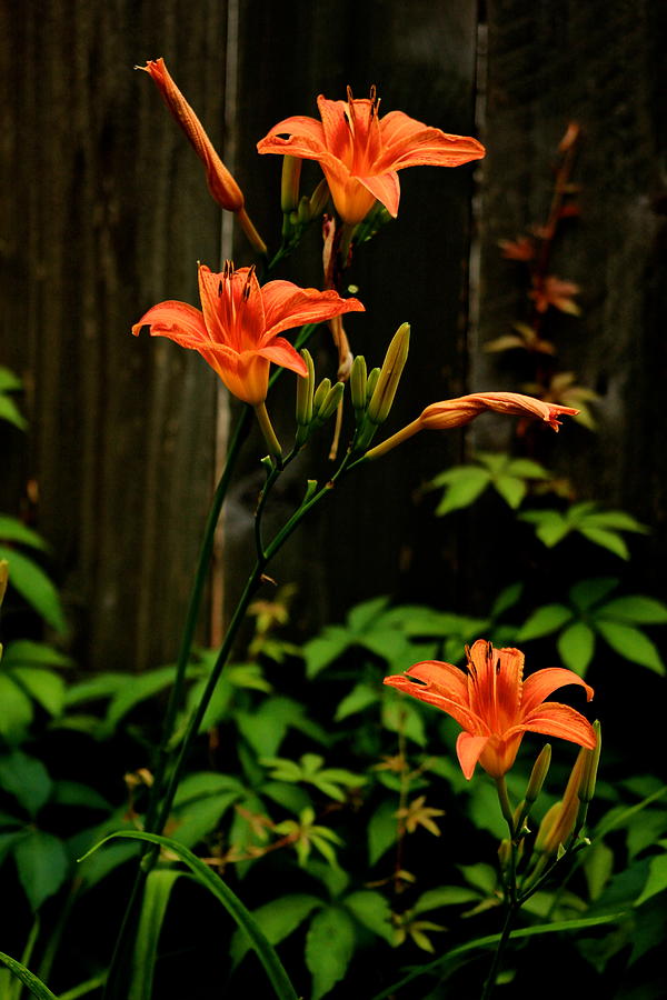 Orange Day Lilies 1 Photograph by Kevin Wheeler