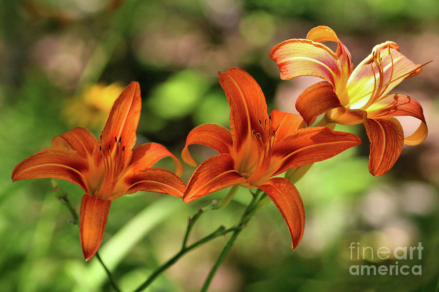 Orange Day Lilies In Summer Photograph by Sandra Huston - Fine Art America