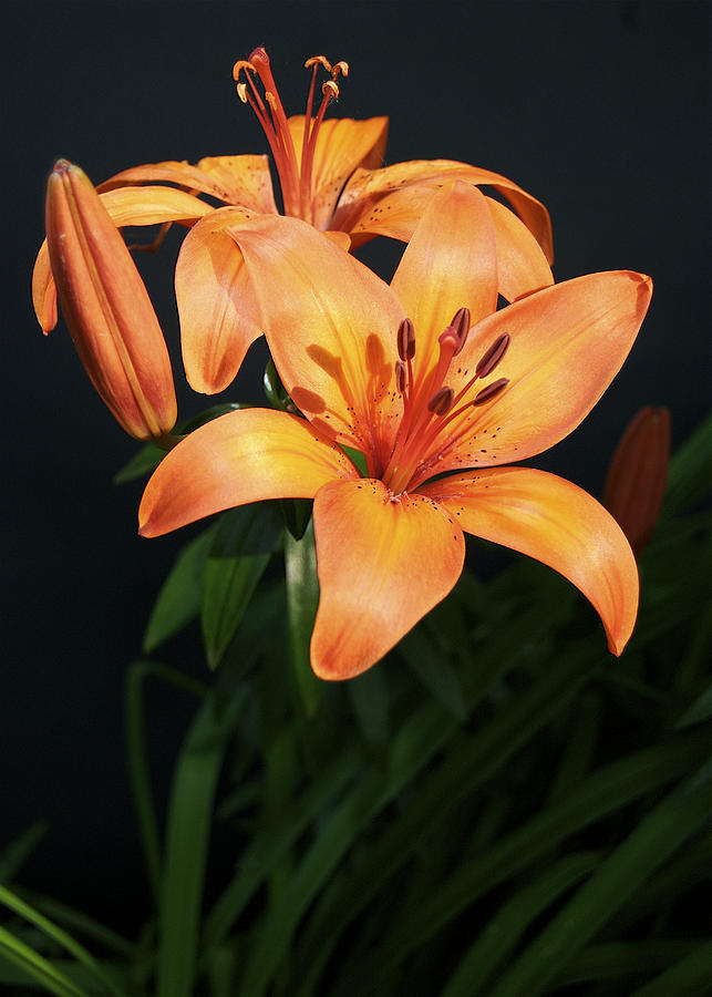 Orange Day lilies Photograph by Michael Peychich