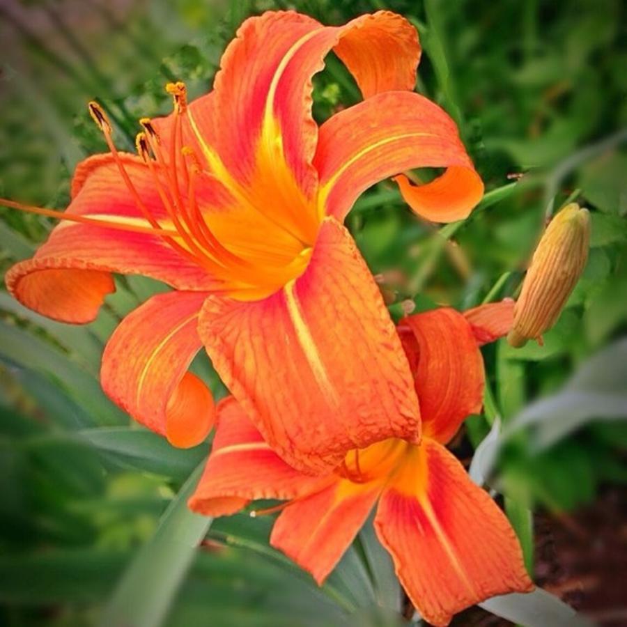 Orange Day Lilies, Now Available For Photograph by Lisa Pearlman