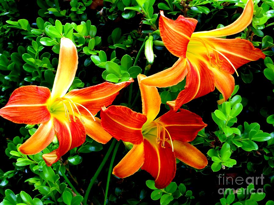 Orange Day Lilies Photograph by Tim Townsend