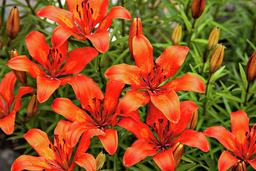 Orange Day Lillies Photograph by Mary Jo Allen